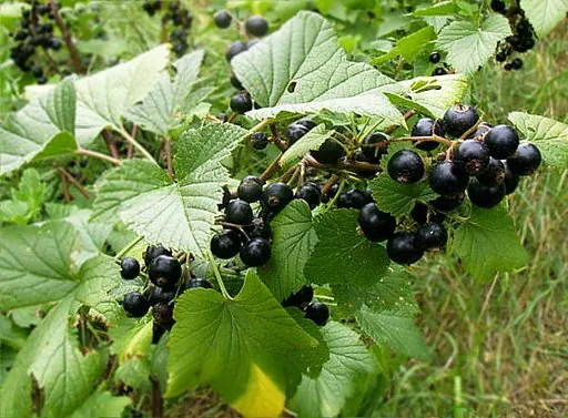 Produits de saison