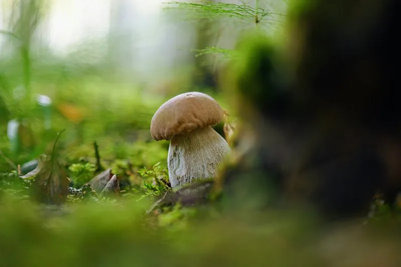 Produits de saison