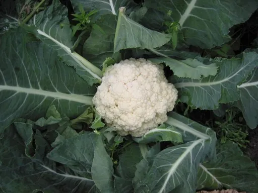 Produits de saison