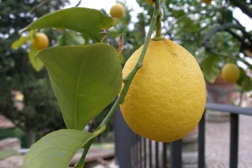 Produits de saison