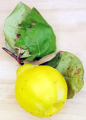 Produits de saison