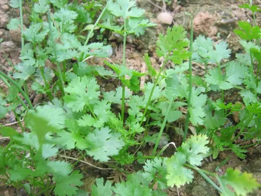 Produits de saison