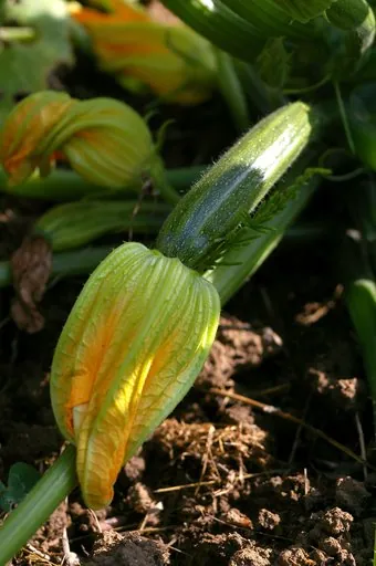 Produits de saison