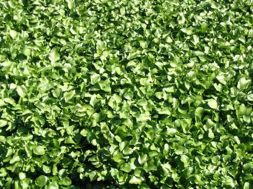 Produits de saison