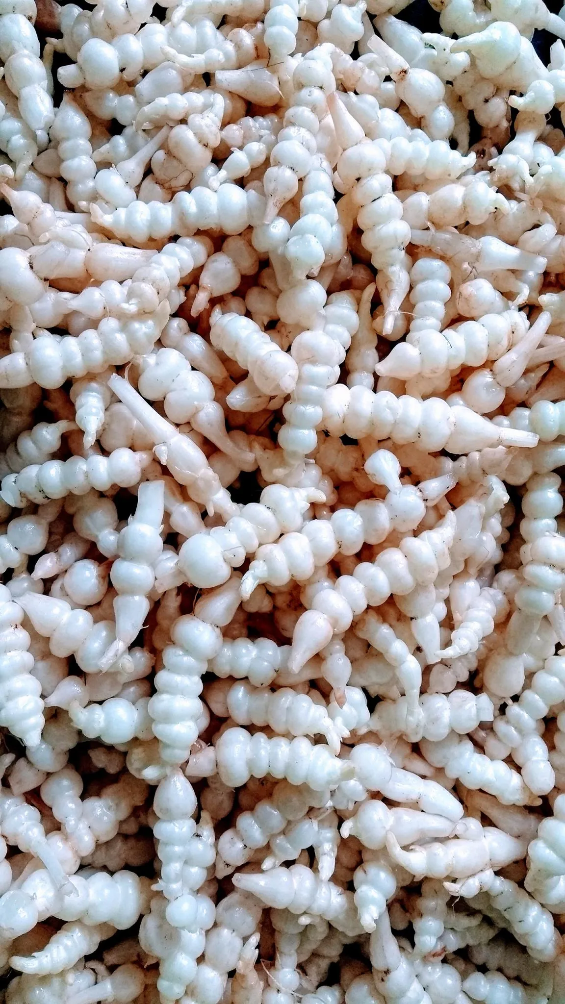 Produits de saison