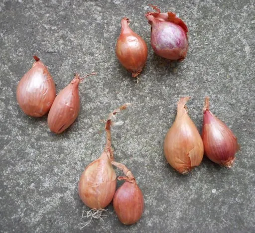 Produits de saison
