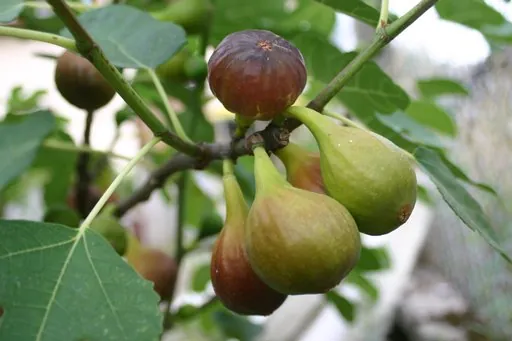 Produits de saison