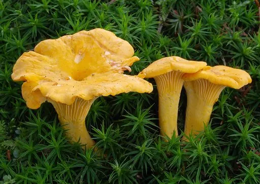 Produits de saison
