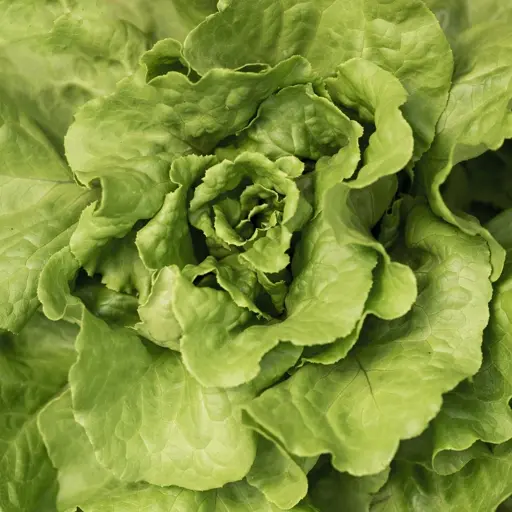 Produits de saison