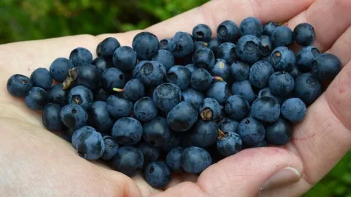 Produits de saison