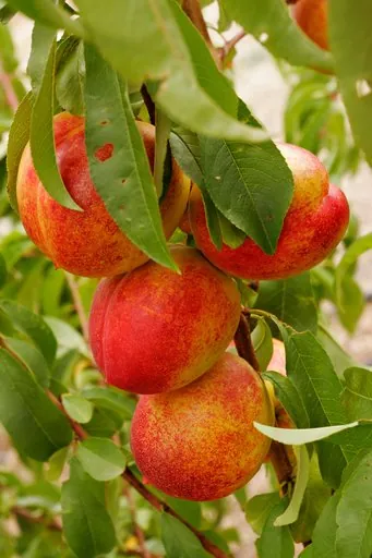 Produits de saison
