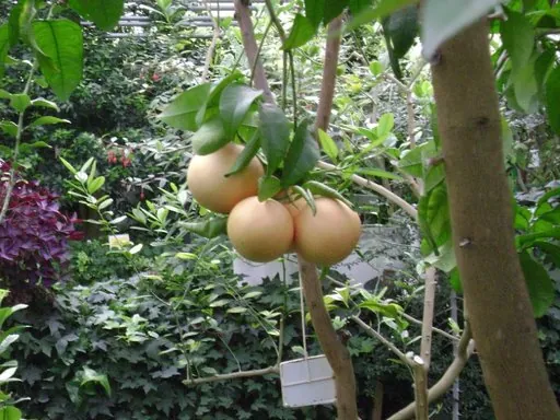 Produits de saison
