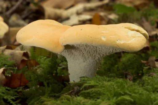 Produits de saison