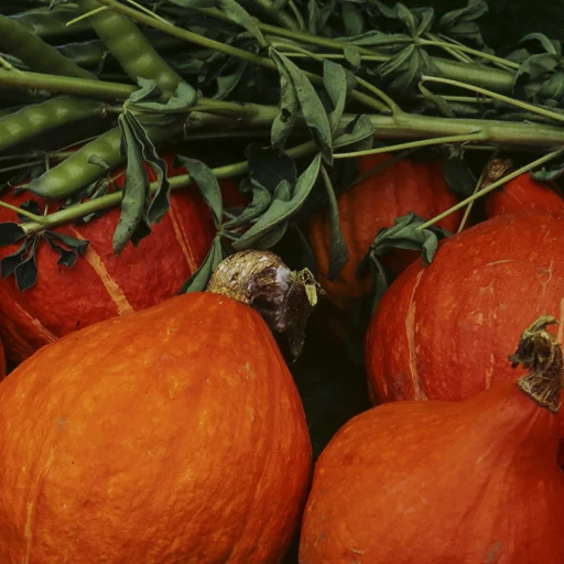 Produits de saison