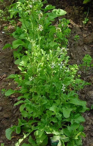 Produits de saison