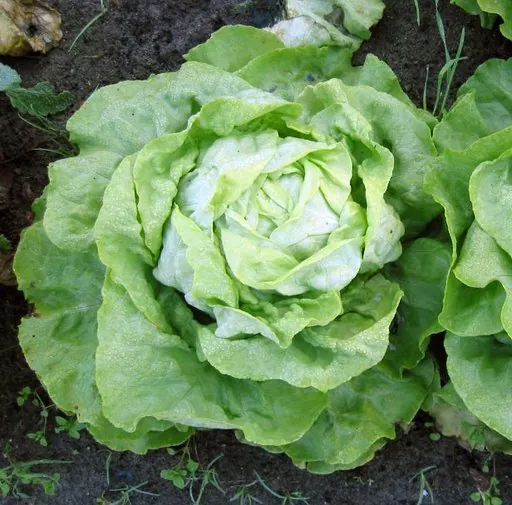 Produits de saison