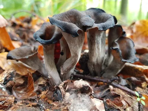 Produits de saison